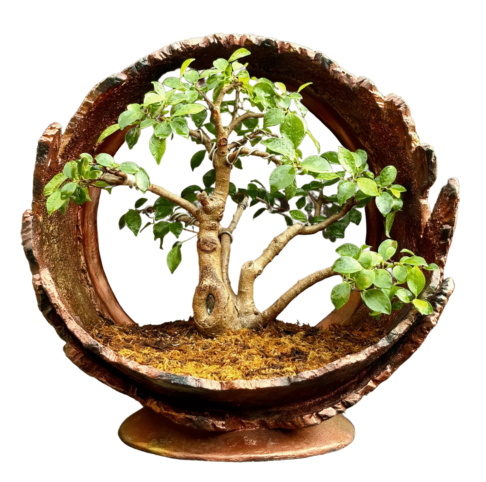 Bonsai close up