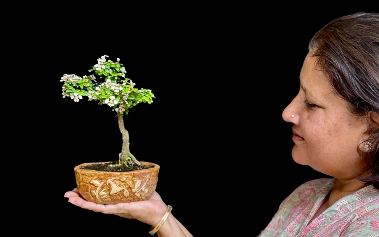 Bonsai gallery image 1