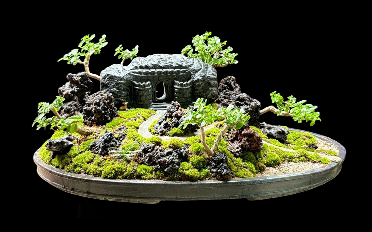Bonsai gallery image 2