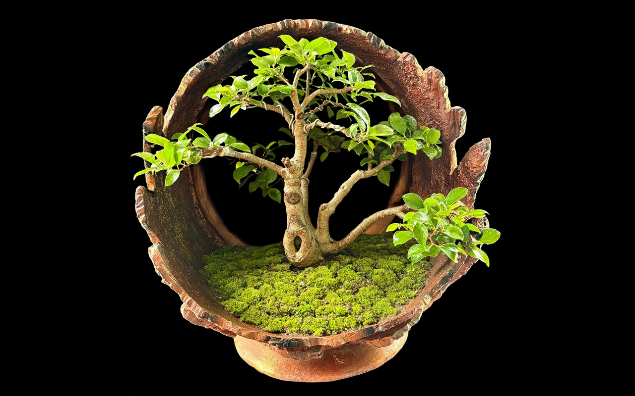 Bonsai gallery image 4