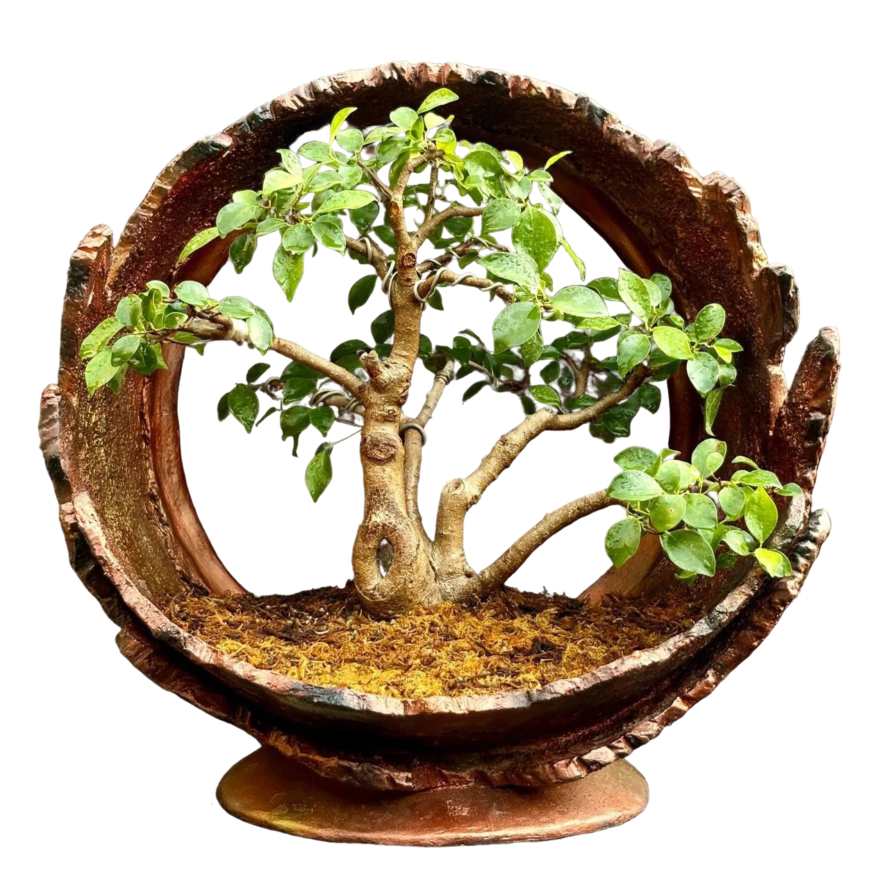 Bonsai slide 1
