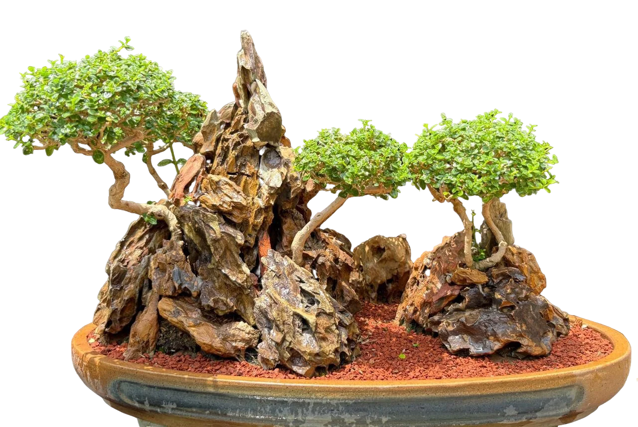 Bonsai slide 2