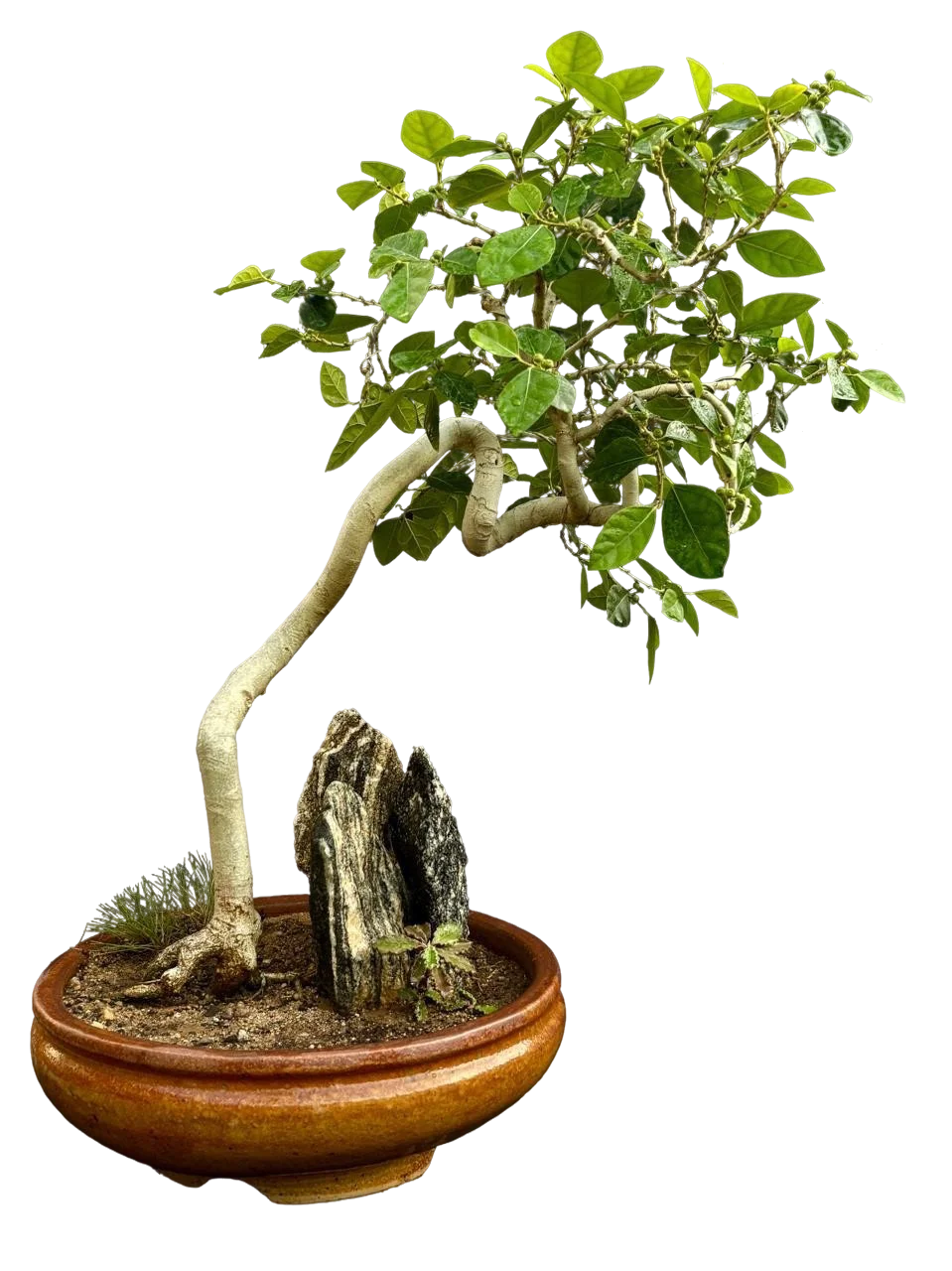 Bonsai slide 8